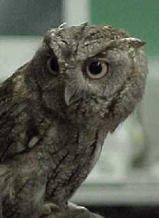 screech.jpg (8378 bytes)