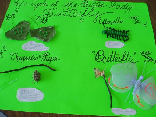 Illustration: Butterfly Life Cycle