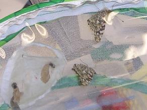butterfly larvae