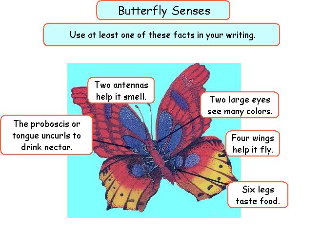 butterfly senses writing diagram