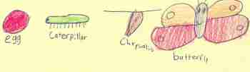 child's drawing life butterfly life cycle