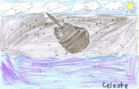 horseshoe crab