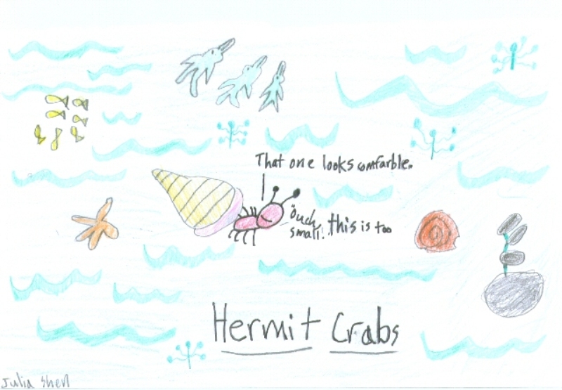 hermit crab