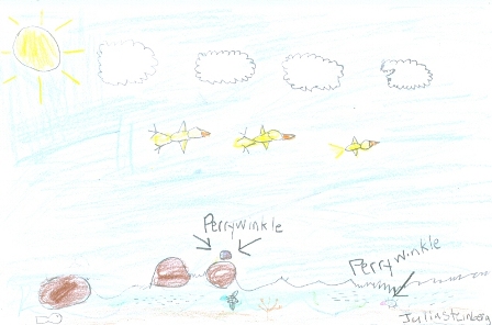 periwinkle