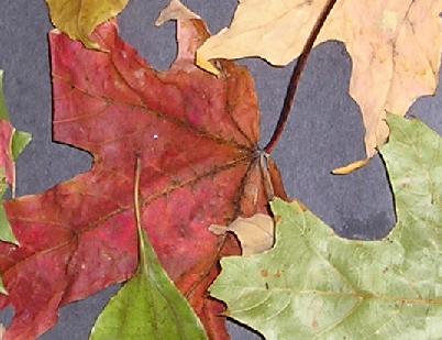 leaves leaves