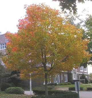 schooltree