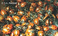 Hibernating Ladybugs Hibernating Ladybugs