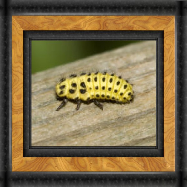 Framed Ladybug Larva Framed Ladybug Larva