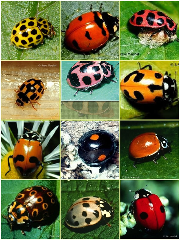 Ladybug Mosaic Ladybug Mosaic
