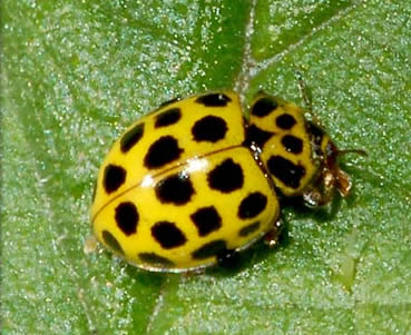 22-spot ladybug