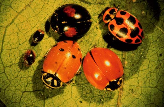 Six Ladybugs