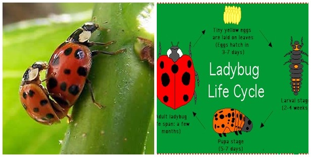 Ladybug Mate Ladybug Mate