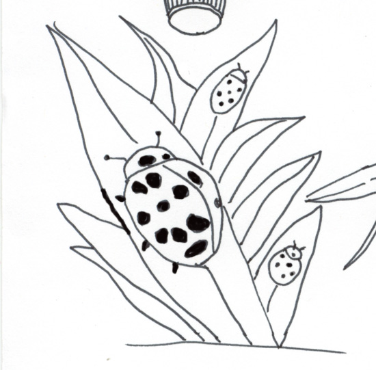 ladybug black and white picture ladybug black and white picture