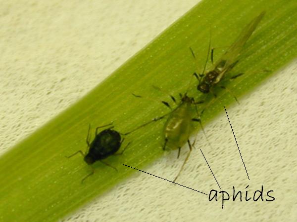picture of aphids picture of aphids