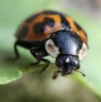 Big Leroy was just to big Big Leroy was just to big