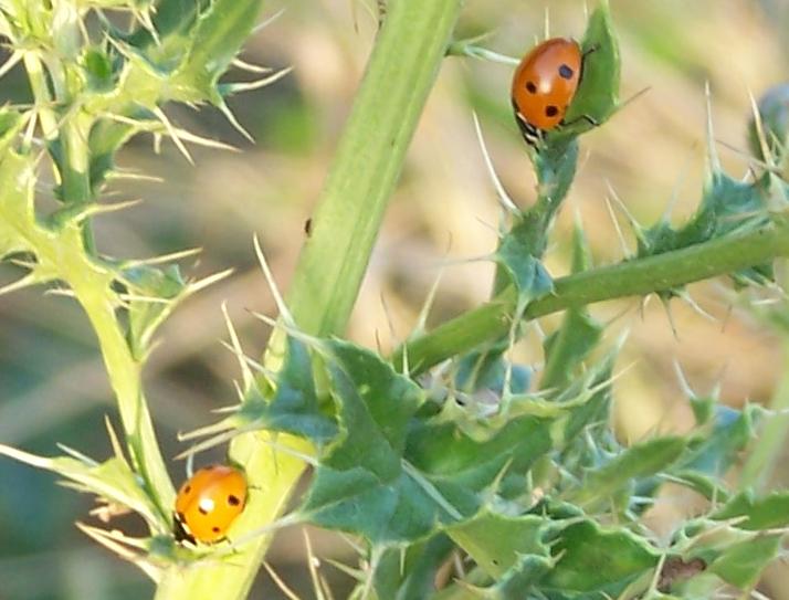 Ladybirds in the garden.