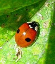 2-spot ladybird 2-spot ladybird