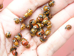 ladybug on hand