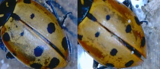 ladybugs under a microscope