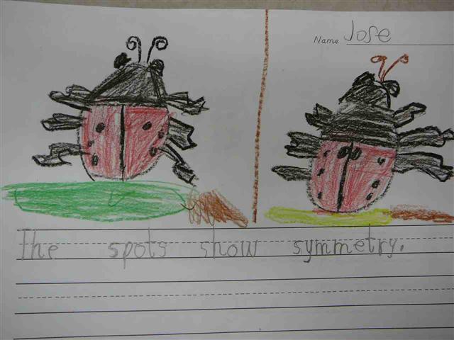 ladybug drawings that show symmetry