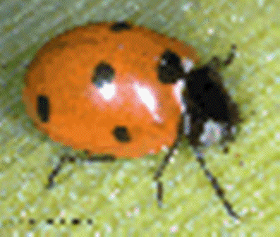 Hello I'm Linda the lonely LadyBug Hello I'm Linda the lonely LadyBug