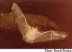 bat.gif (20373 bytes)