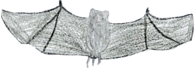 klein1.gif (13737 bytes)