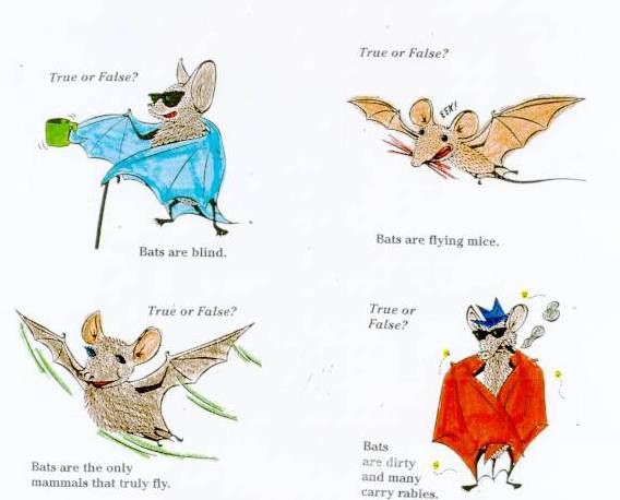 Bat Body