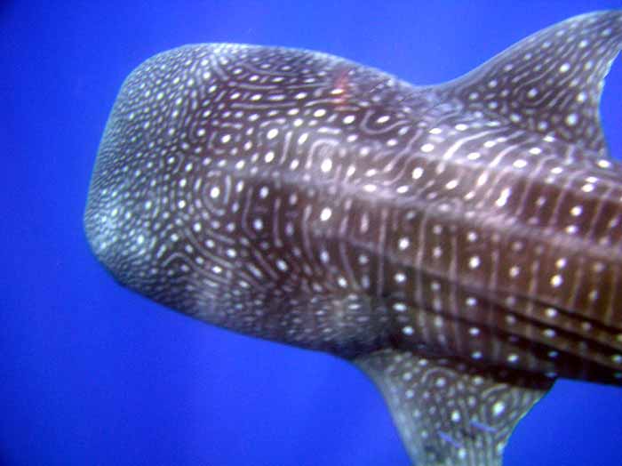 Head