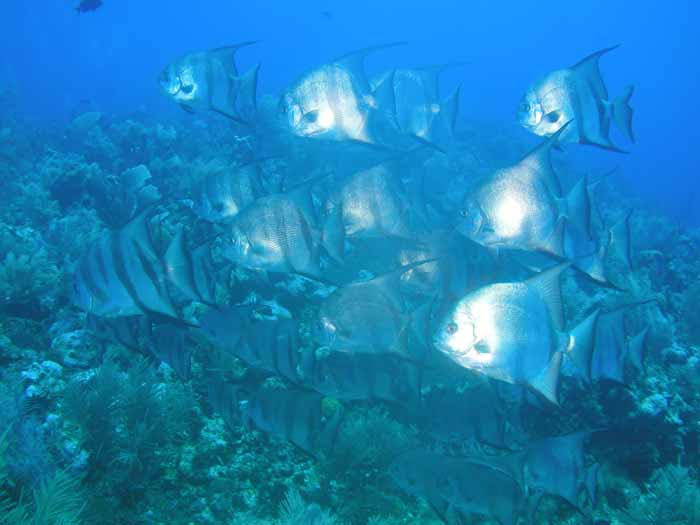atlantic-spadefish