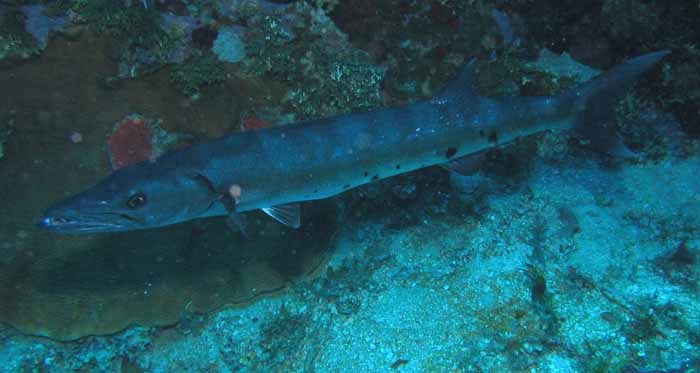 barracuda-1