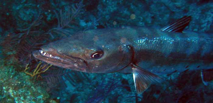 barracuda-2