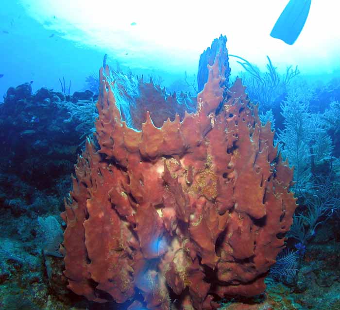 barrel-sponge