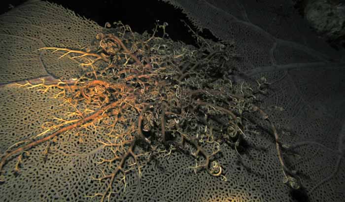 basket-star