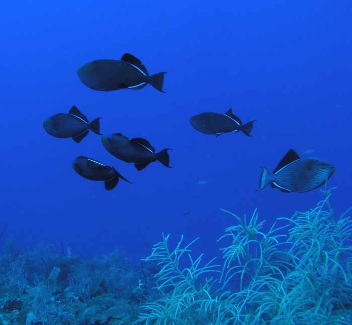 black-durgeon