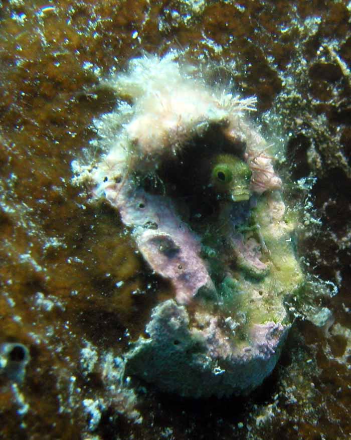 blenny-2