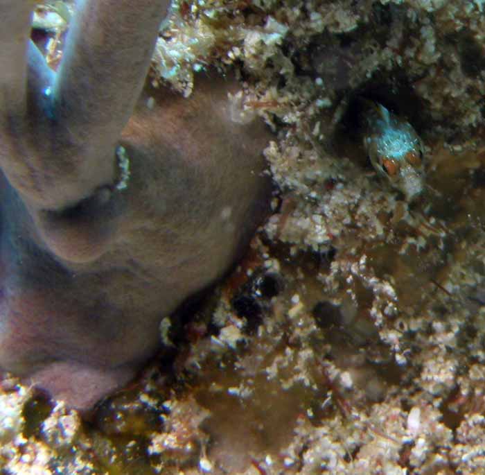 blenny-3