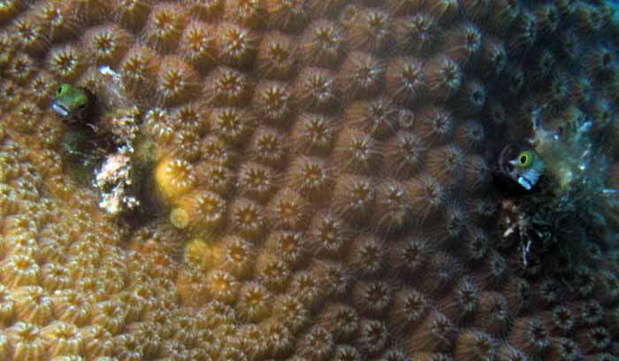 blenny-twins
