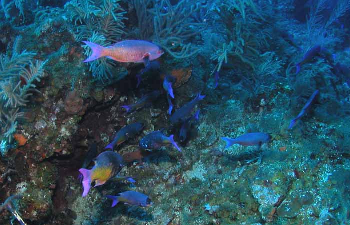 blue-chromis