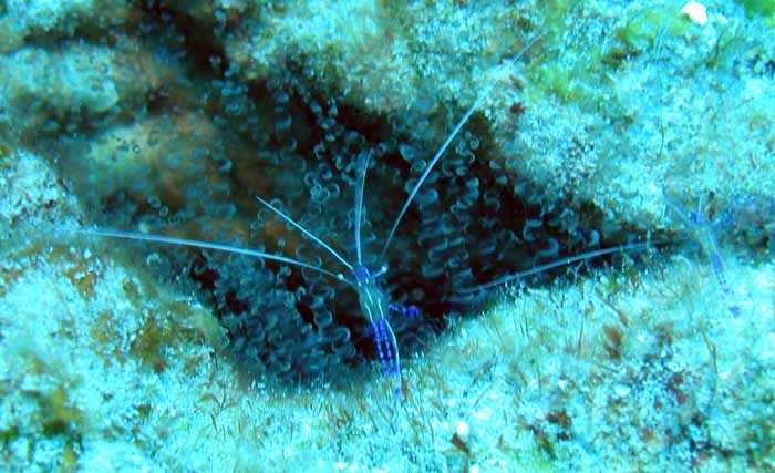 cleaner-shrimp
