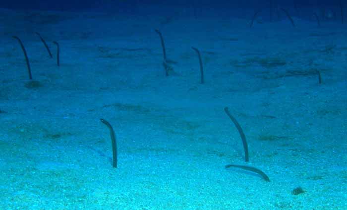 eel-garden