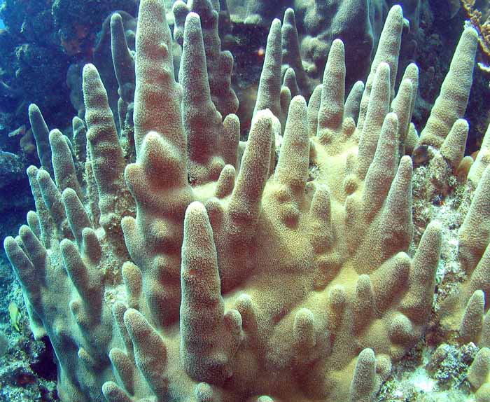 finger-coral