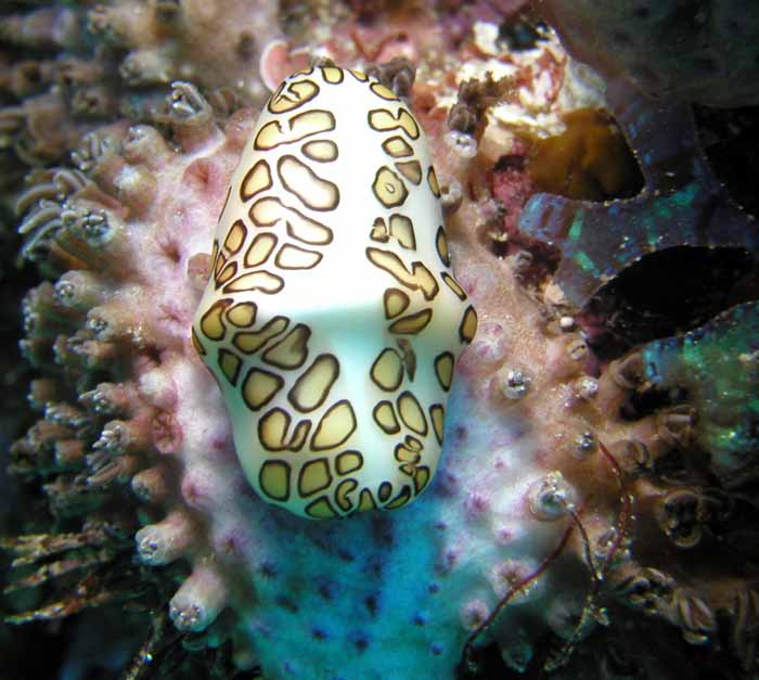 flamingo-tongue-1