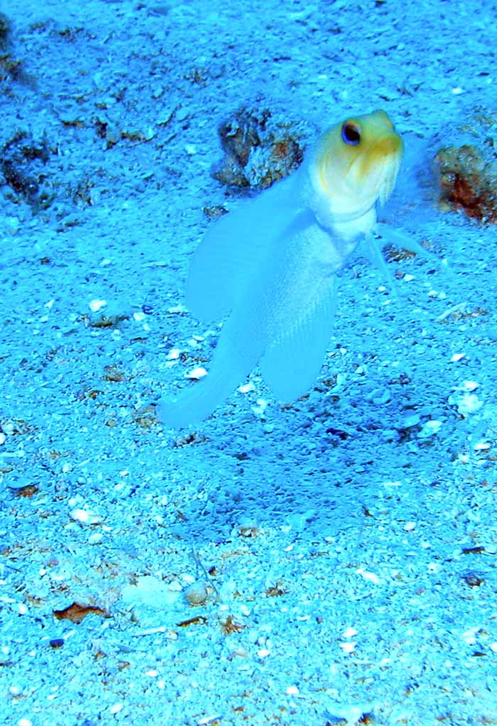 ghostfish-1