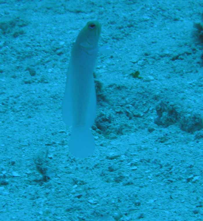 ghostfish-2