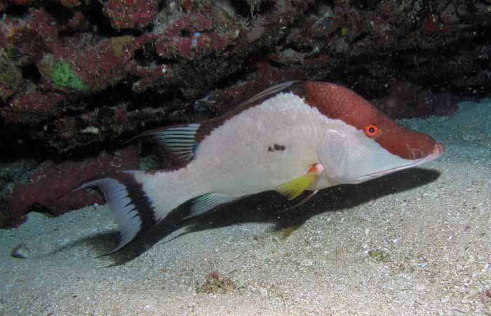 goat-fish-1