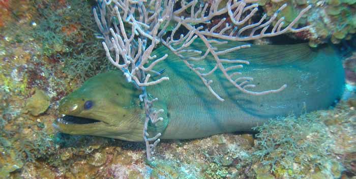 green-moray-1