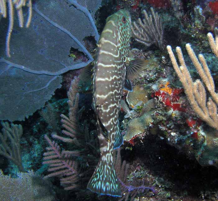 grouper-3