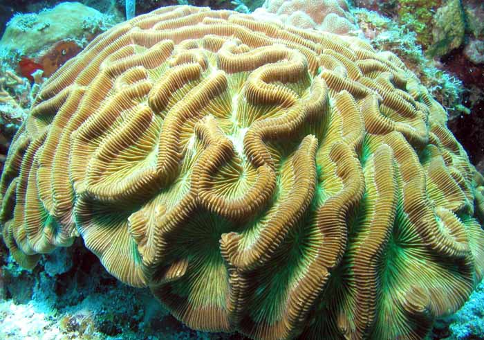 hard-coral-2