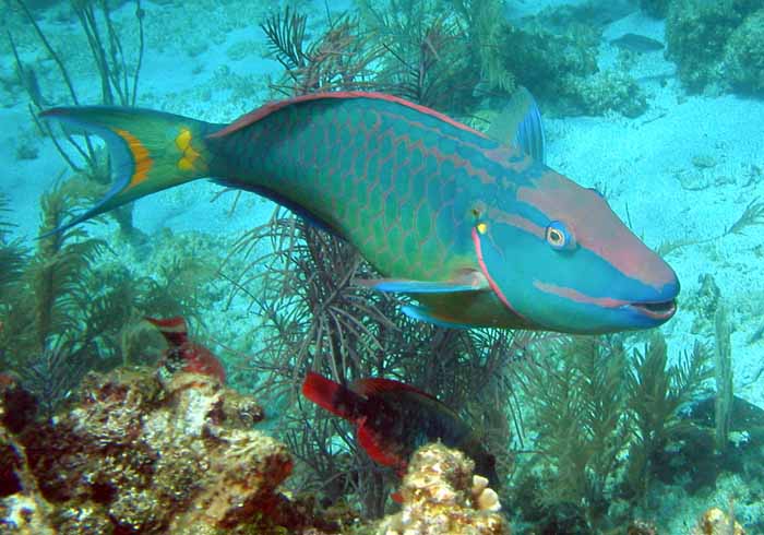 parrot-fish-1
